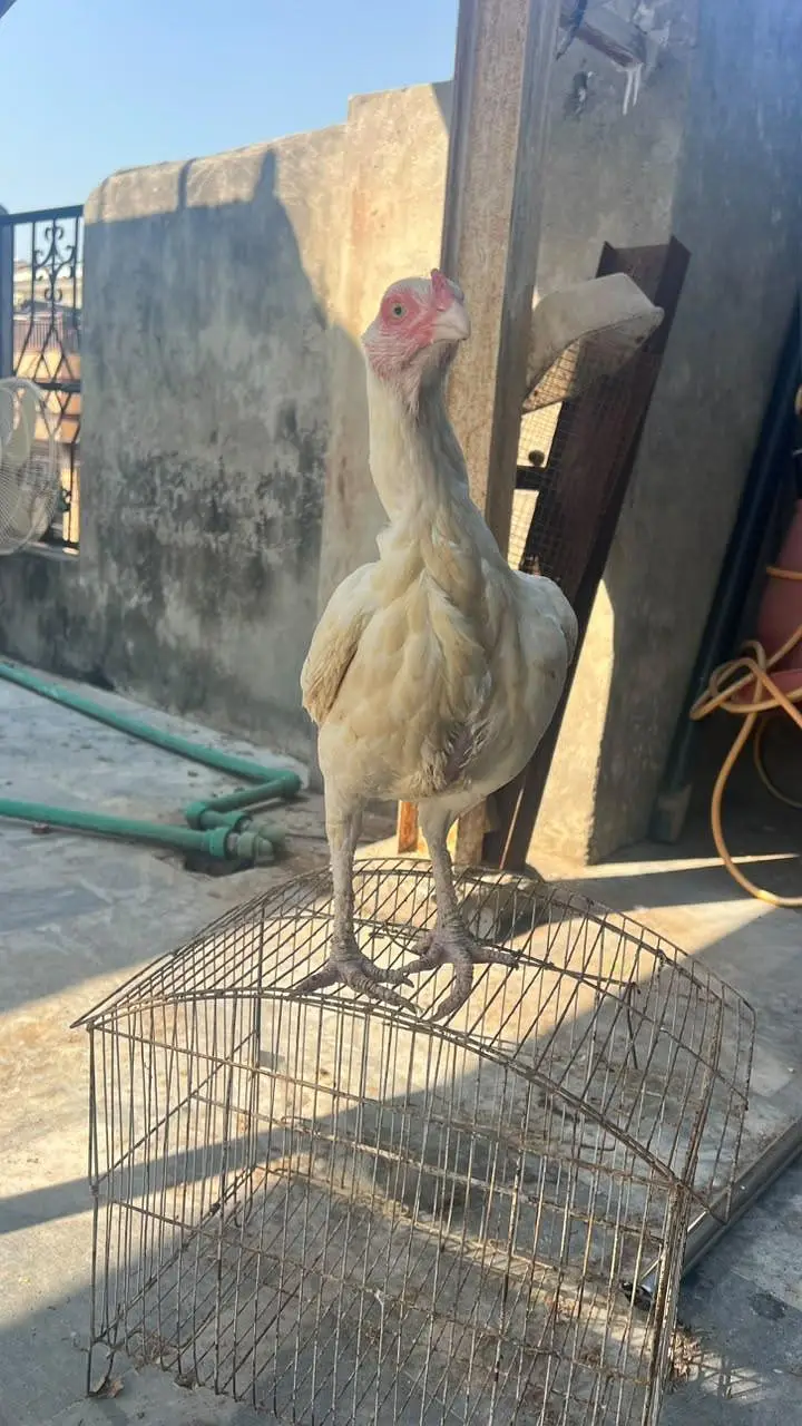 Heera Madi — photo 4