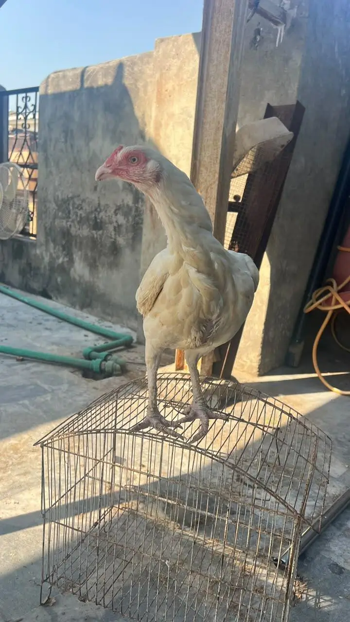 Heera Madi — photo 5