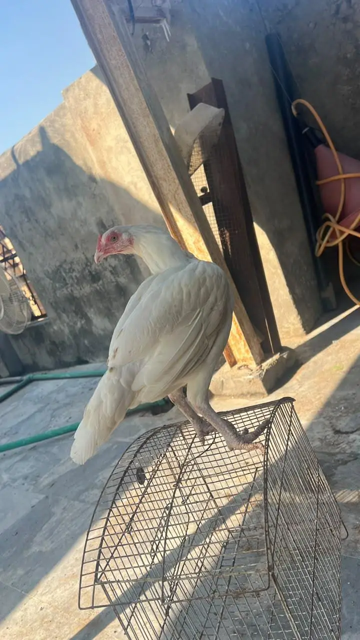 Heera Madi — photo 6