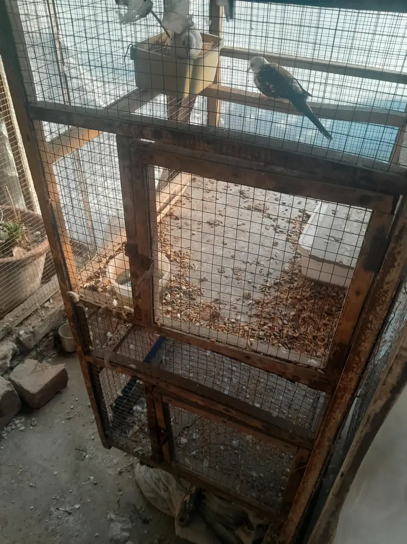 wooden portion cage for sale — photo 3