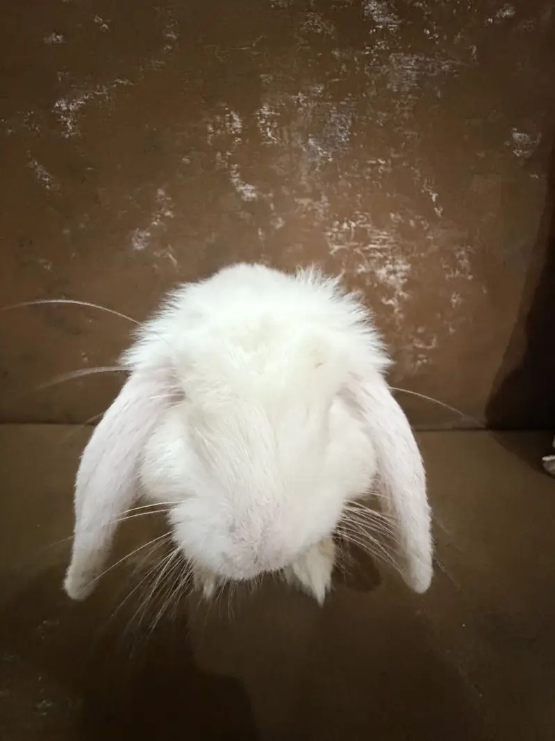 Bunny for sale — photo 2