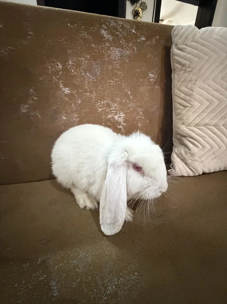 Bunny for sale — photo 3