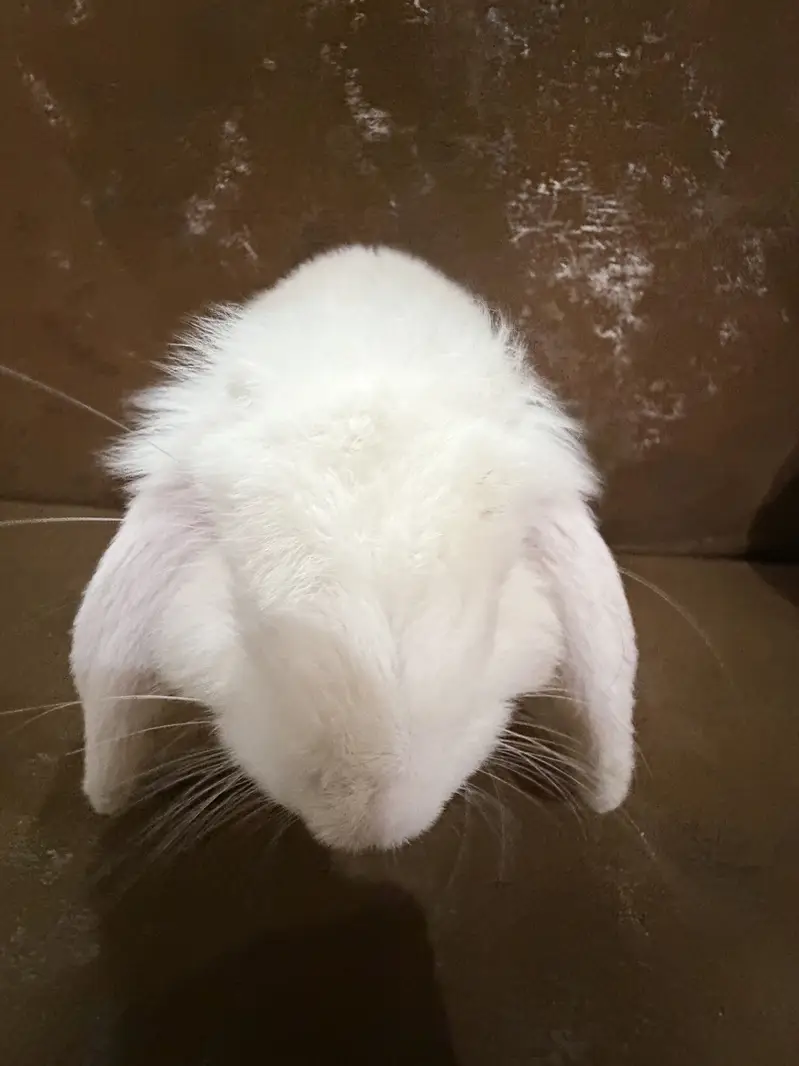 Bunny for sale — photo 5