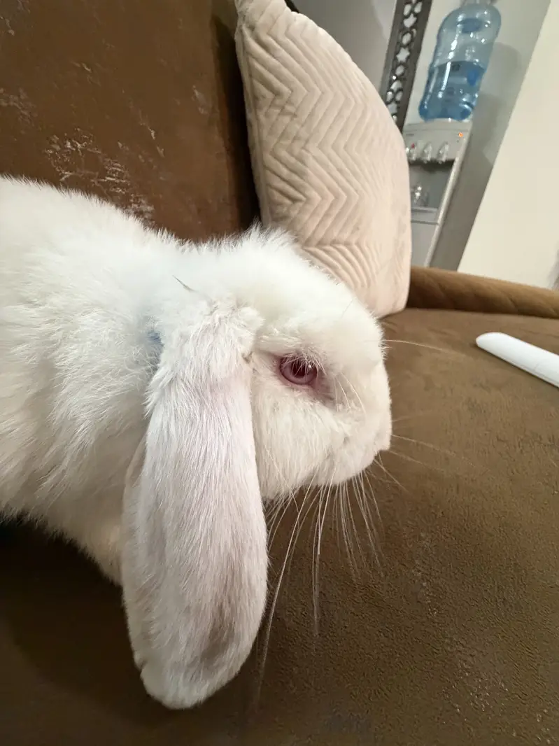 Bunny for sale — photo 6