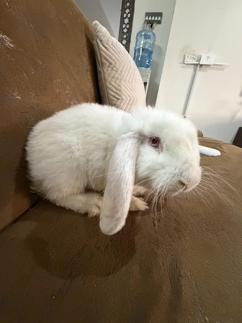 Bunny for sale — photo 7