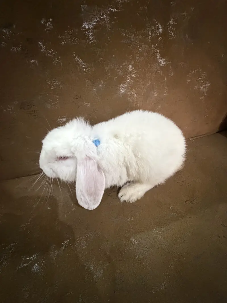 Bunny for sale — photo 8