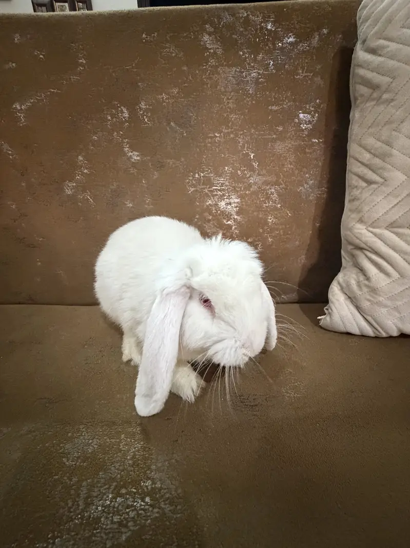 Bunny for sale — photo 11