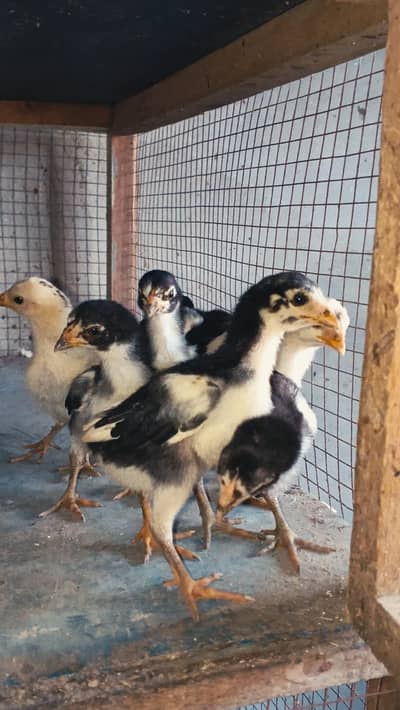 Thai Chicks/ Thai Chozay/ Thai Aseel Chicks/ Aseel Chicks/