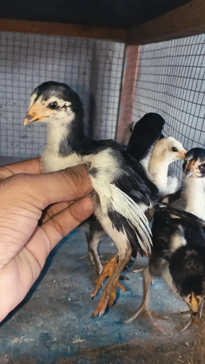 Thai Chicks/ Thai Chozay/ Thai Aseel Chicks/ Aseel Chicks/ — photo 2