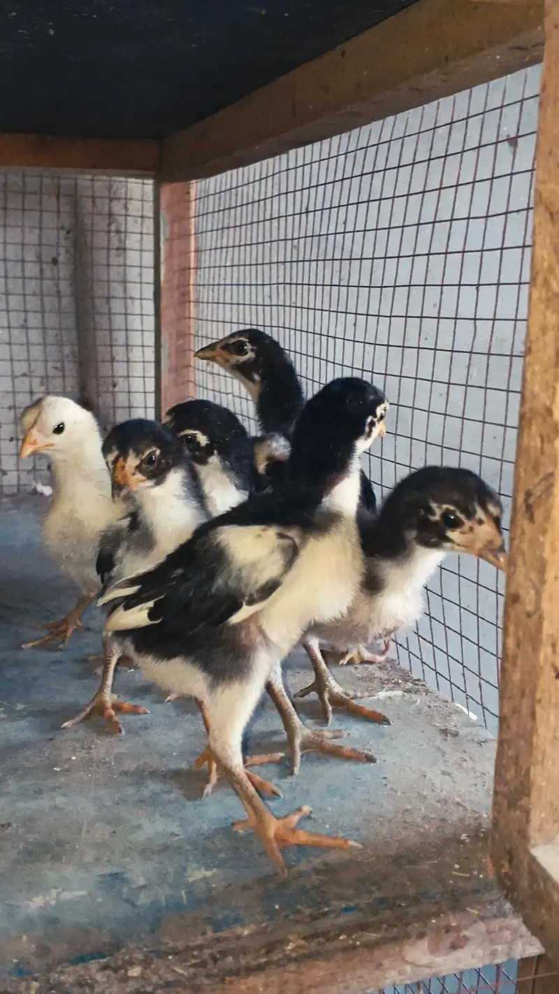Thai Chicks/ Thai Chozay/ Thai Aseel Chicks/ Aseel Chicks/ — photo 3