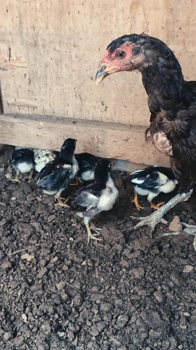 Thai Chicks/ Thai Chozay/ Thai Aseel Chicks/ Aseel Chicks/ — photo 4