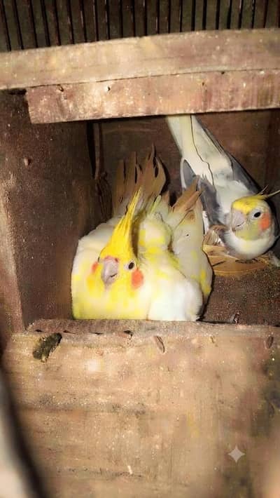 Cockatiel Breeder Pair For Sale