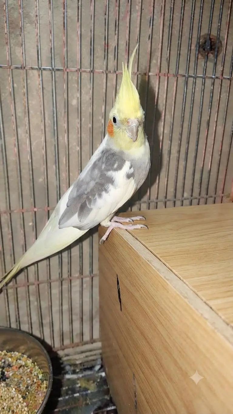 Cockatiel Breeder Pair For Sale — photo 2