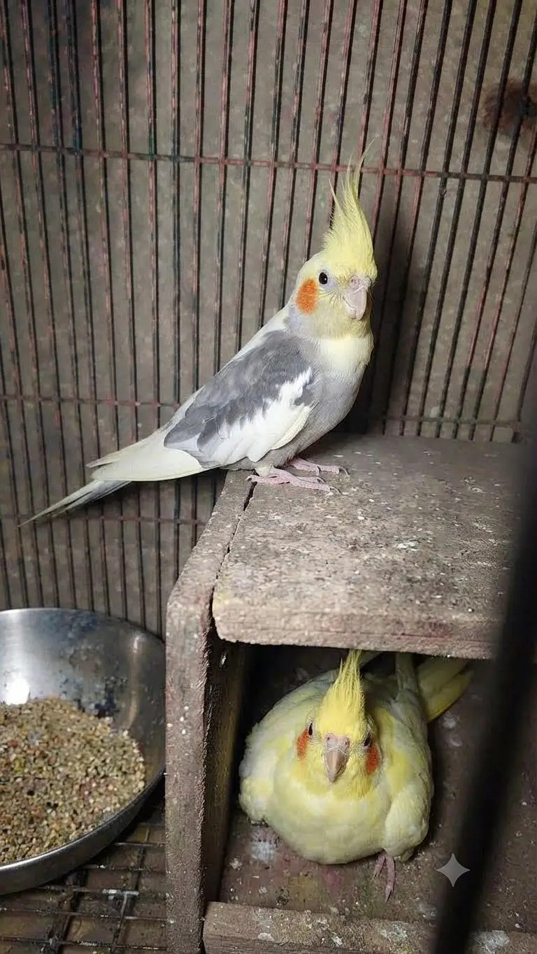 Cockatiel Breeder Pair For Sale — photo 3