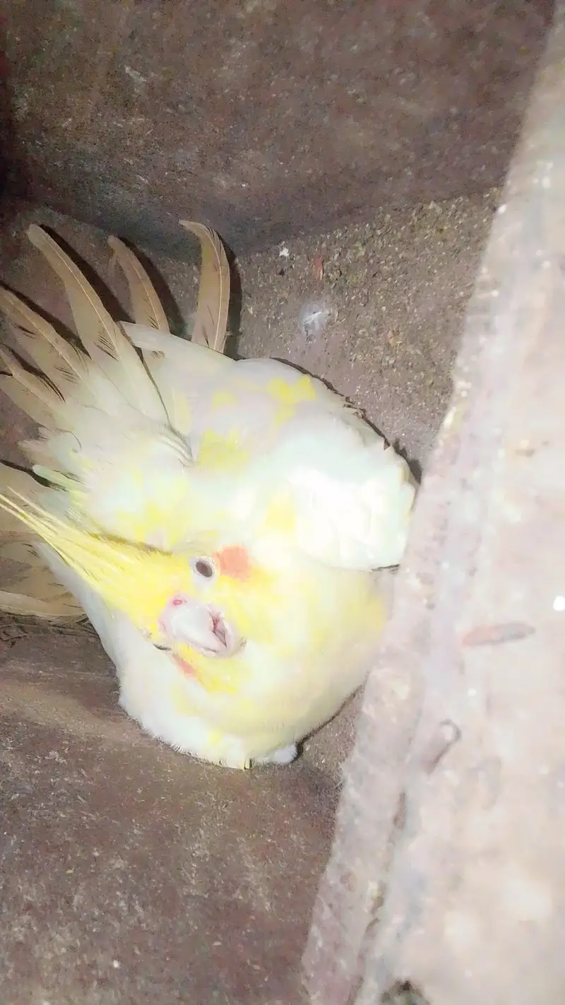 Cockatiel Breeder Pair For Sale — photo 4