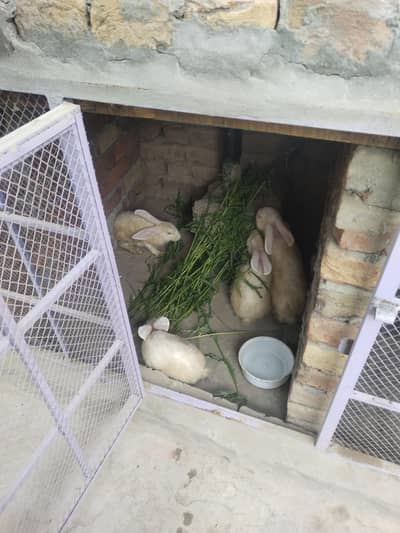 newziland white rabbit female and Males