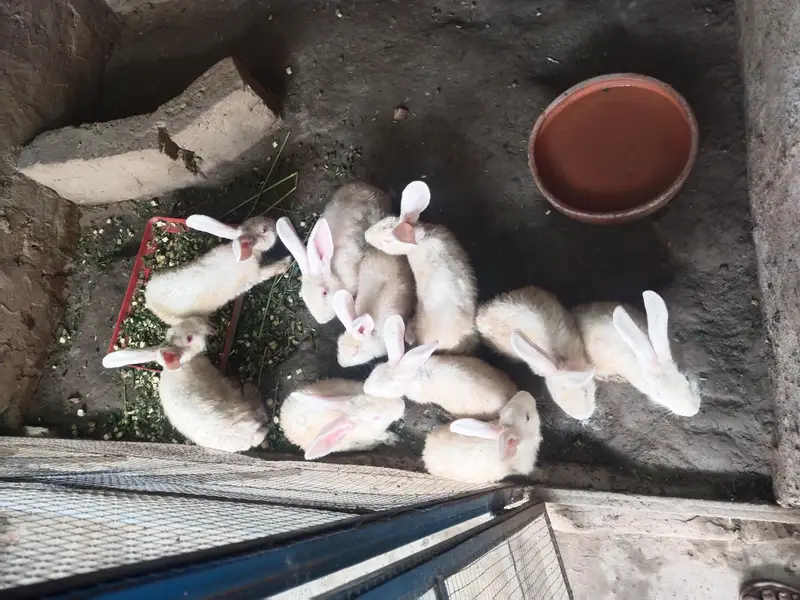 newziland white rabbit female and Males — photo 2