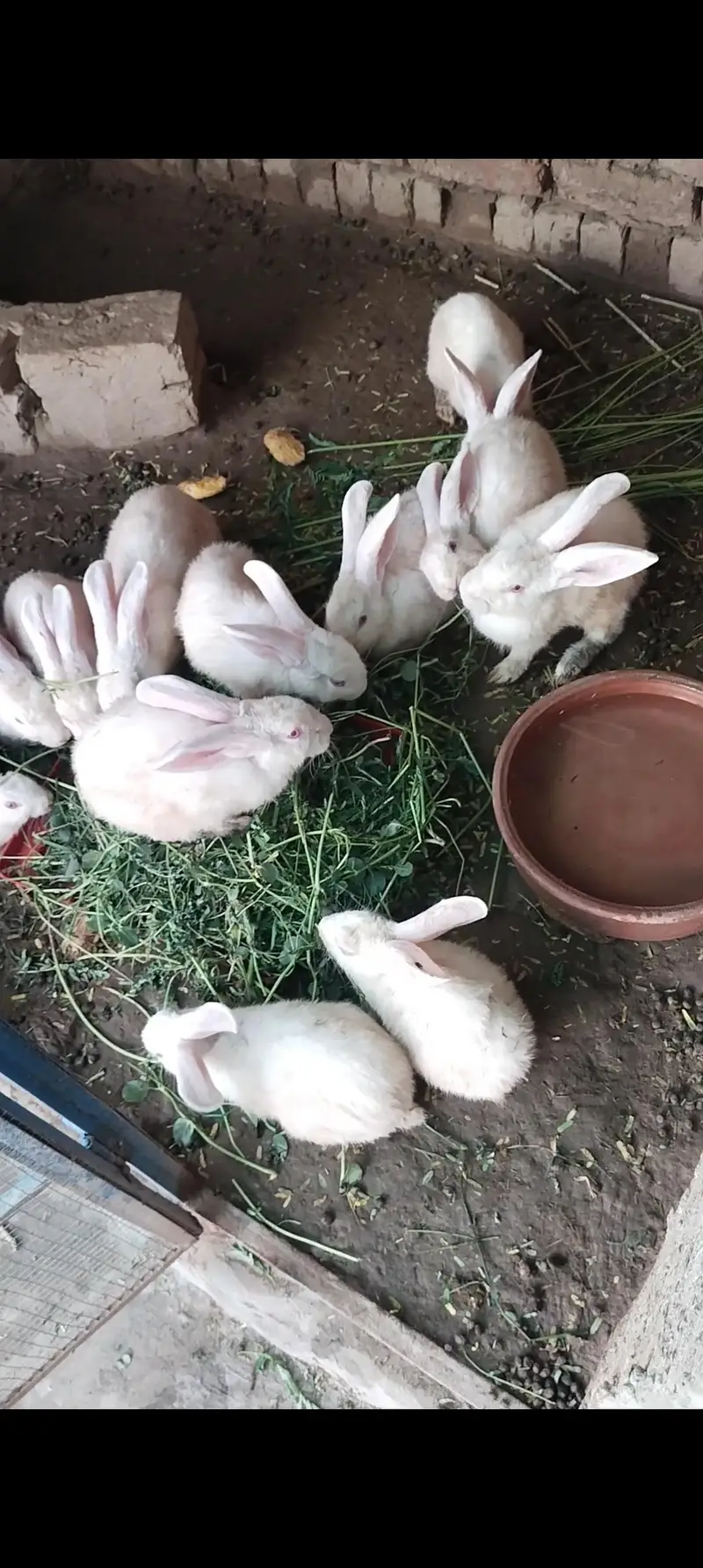 newziland white rabbit female and Males — photo 3