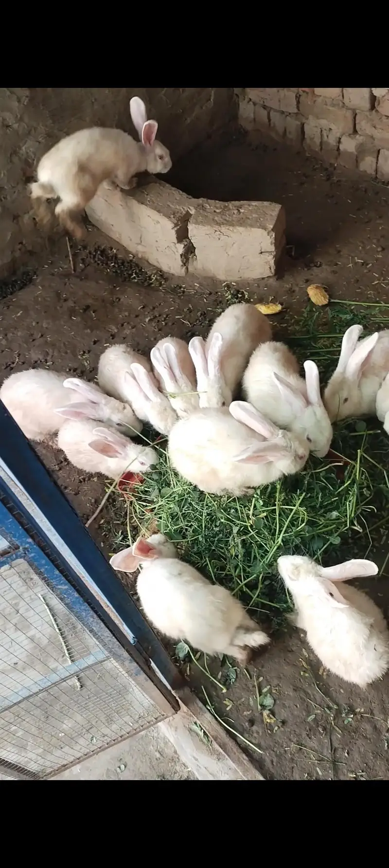 newziland white rabbit female and Males — photo 4