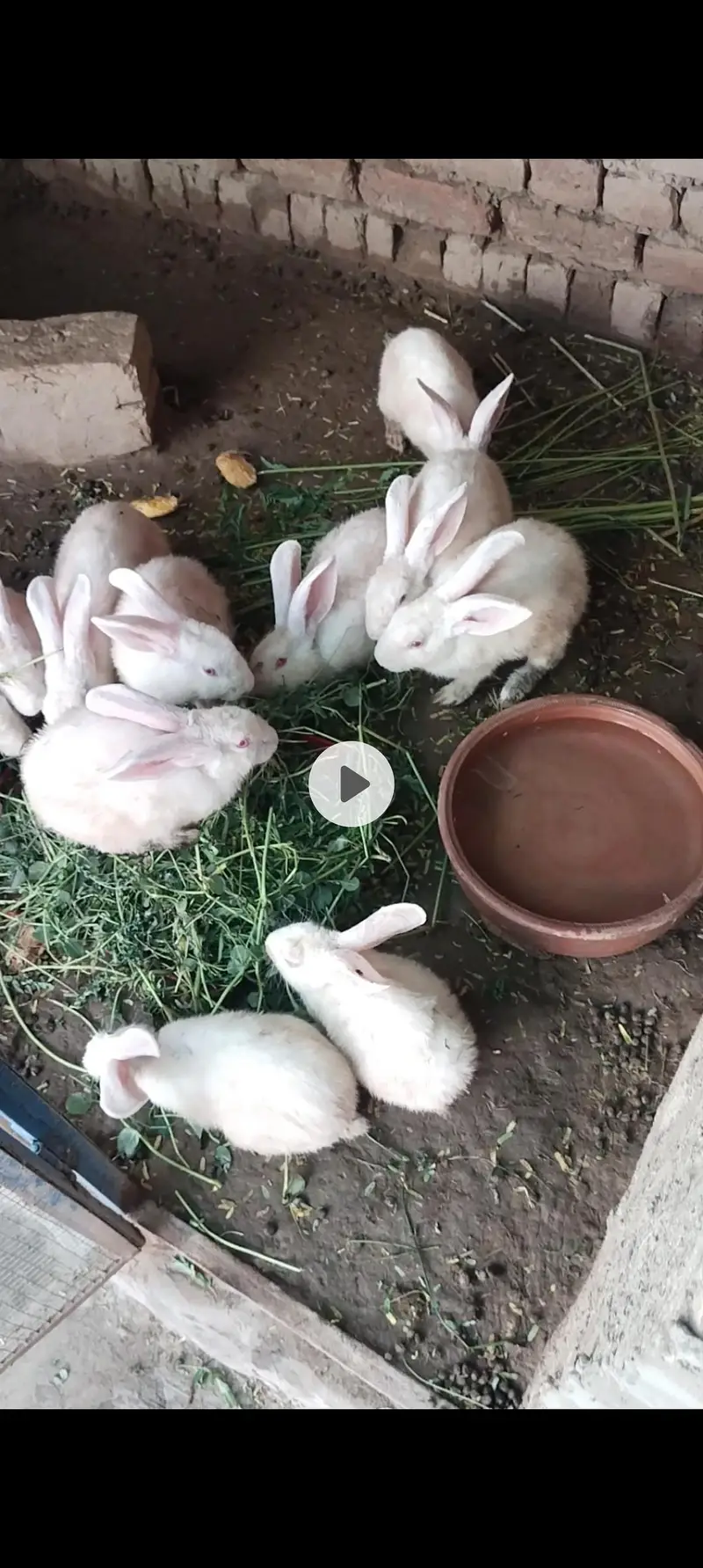 newziland white rabbit female and Males — photo 5