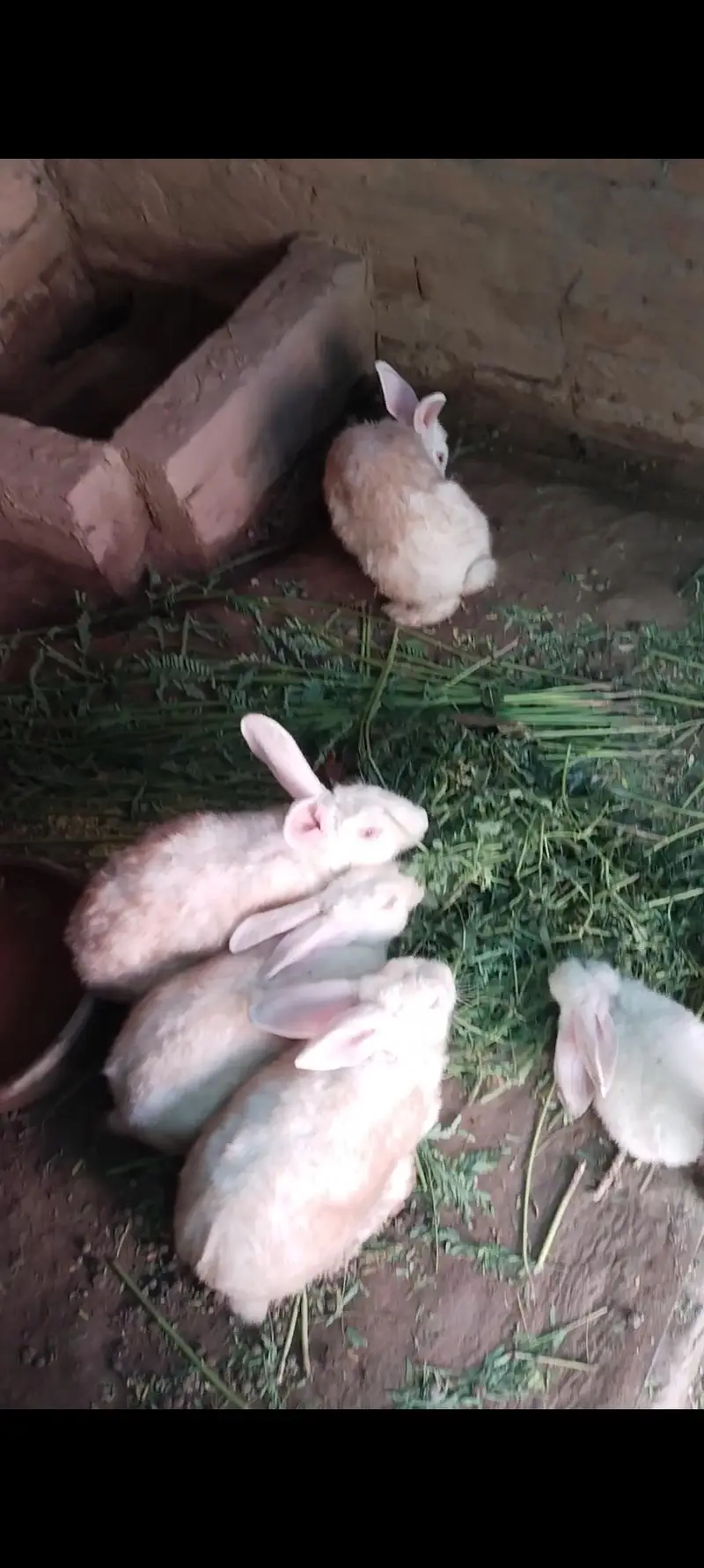 newziland white rabbit female and Males — photo 6