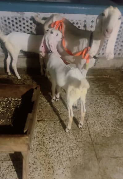 Beetal Bakri with male female