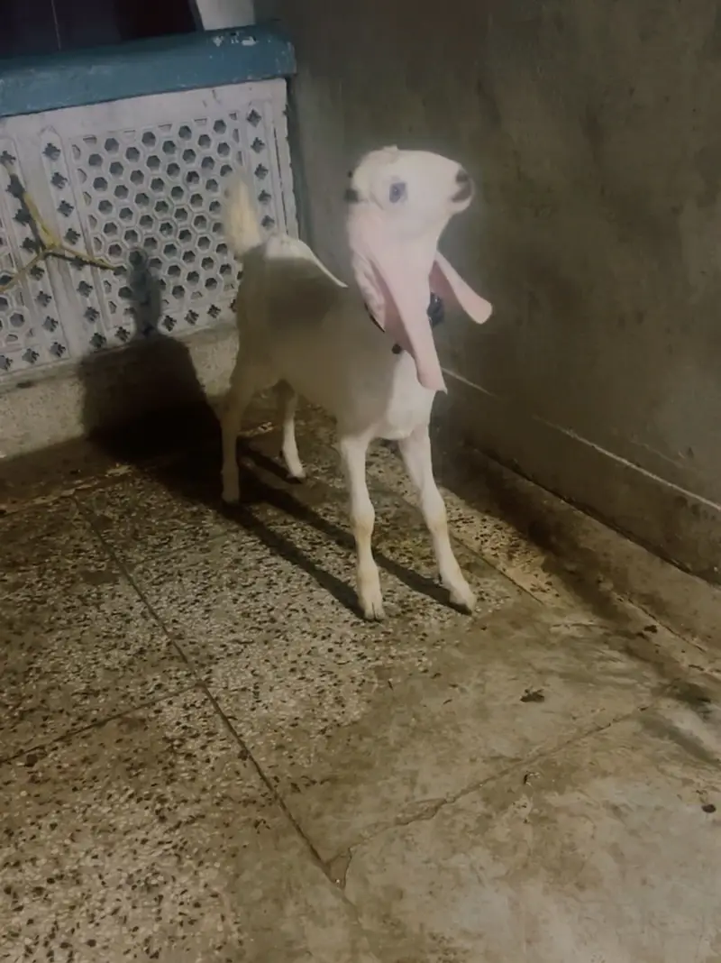 Beetal Bakri with male female — photo 2