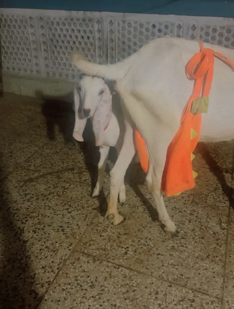 Beetal Bakri with male female — photo 3