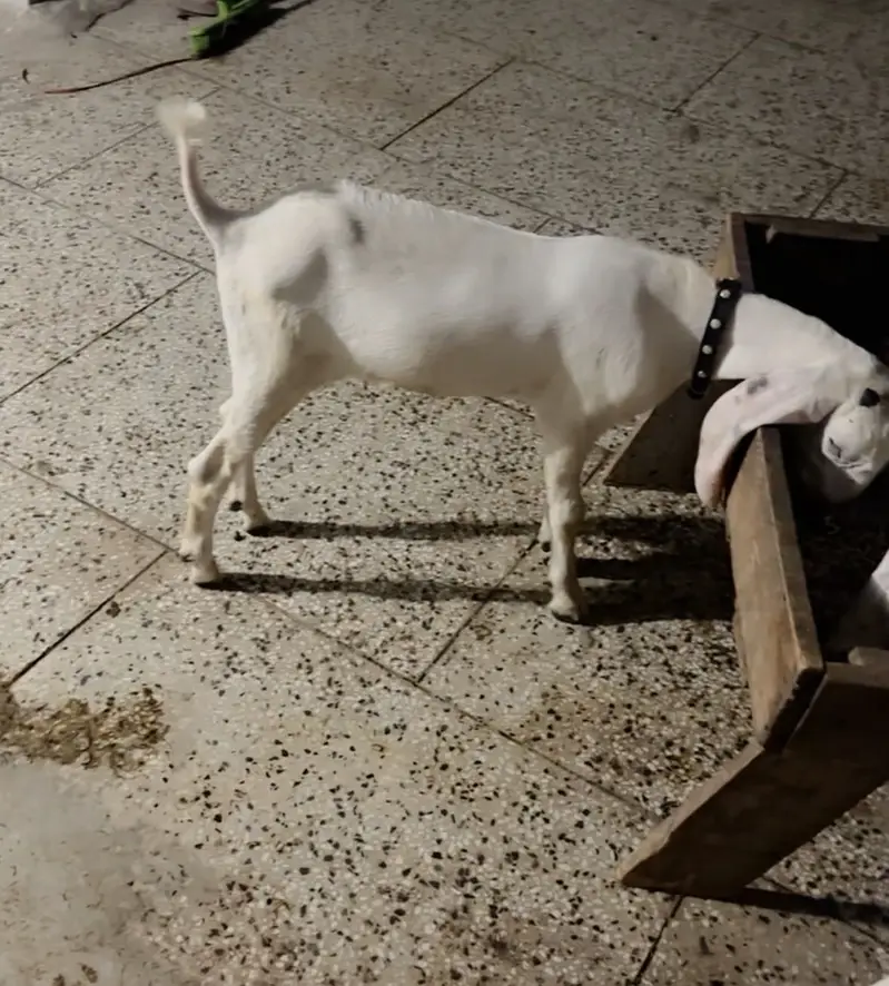 Beetal Bakri with male female — photo 4