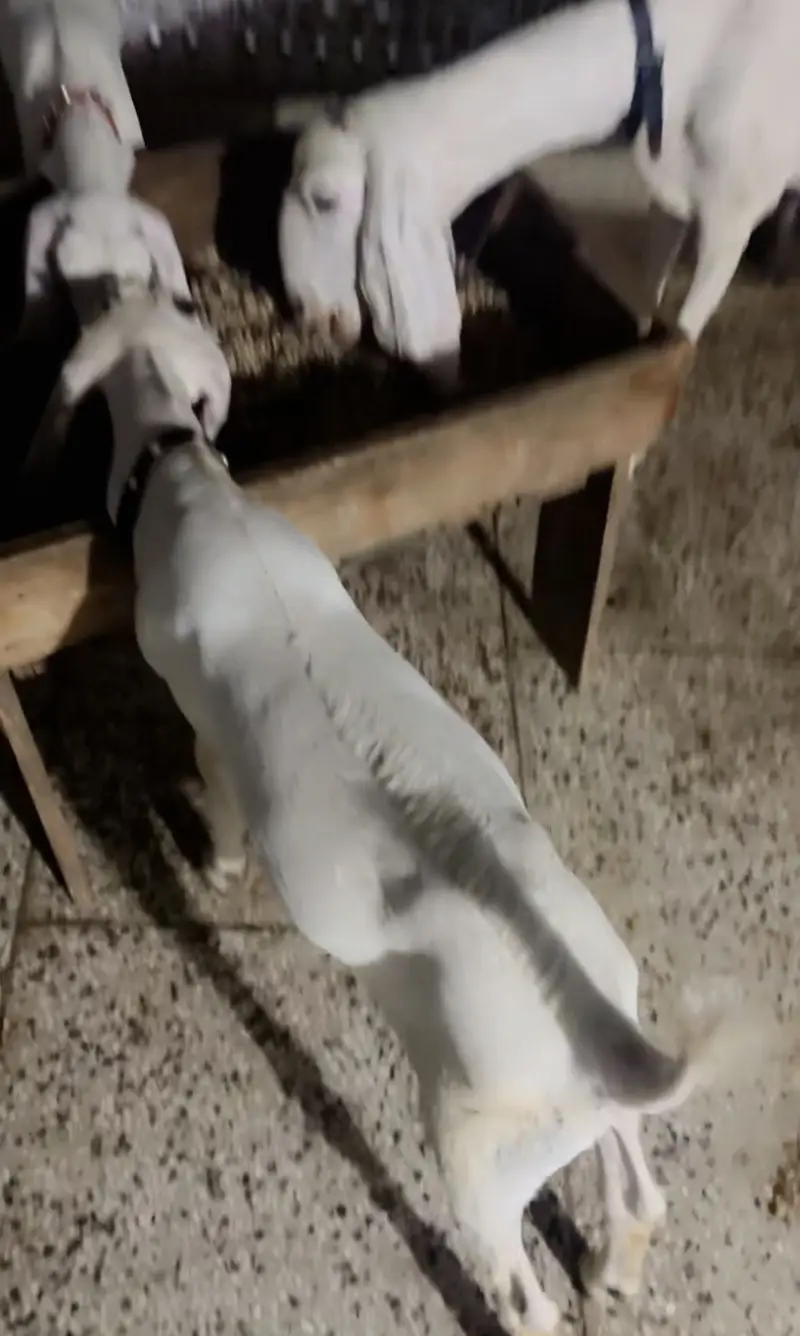 Beetal Bakri with male female — photo 5