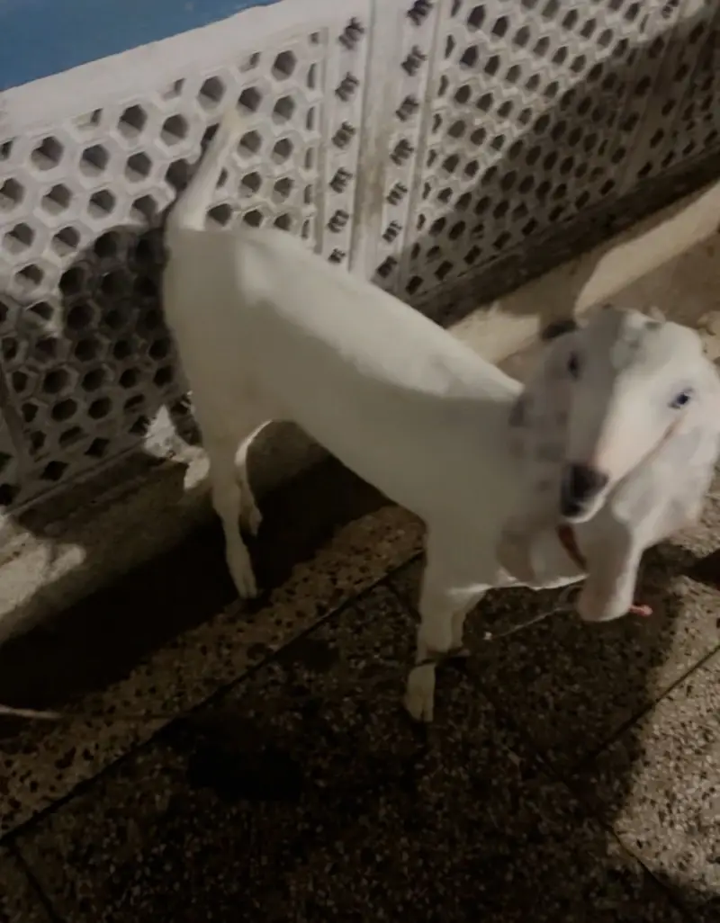 Beetal Bakri with male female — photo 6