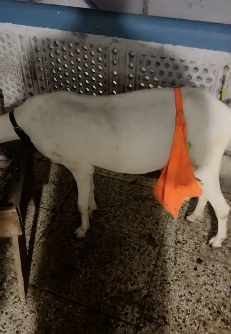 Beetal Bakri with male female — photo 7