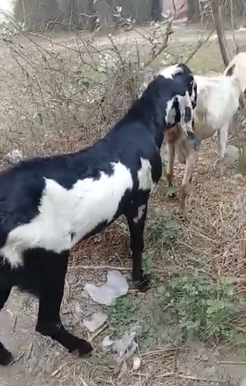 Beetal Bakri with male female — photo 8