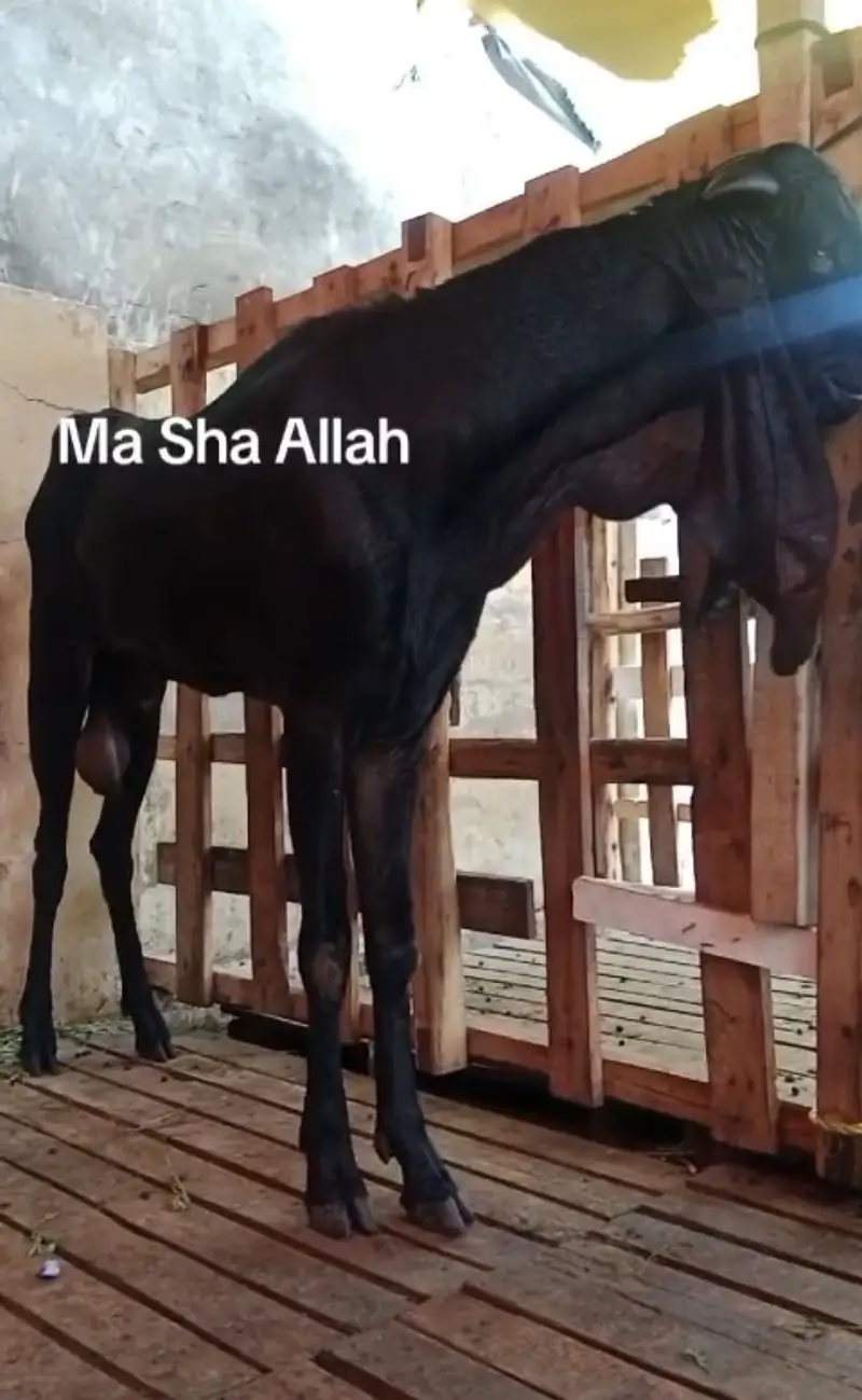 Beetal Bakri with male female — photo 9