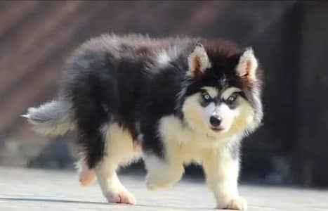 Siberian Husky wolly cord <[ 03172955448]>