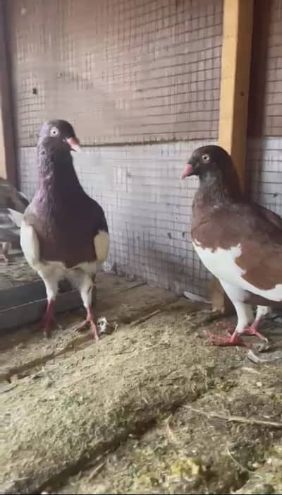 Sherazi , Irani khaal pigeons