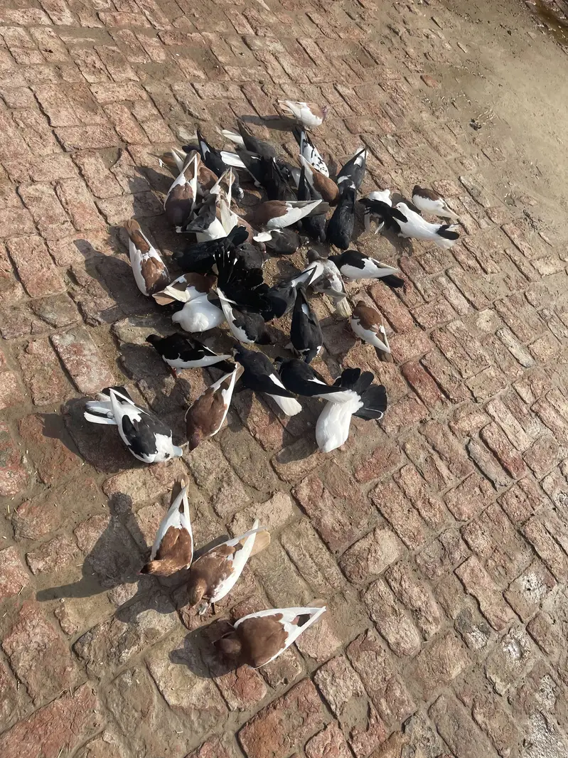 Sherazi , Irani khaal pigeons — photo 2