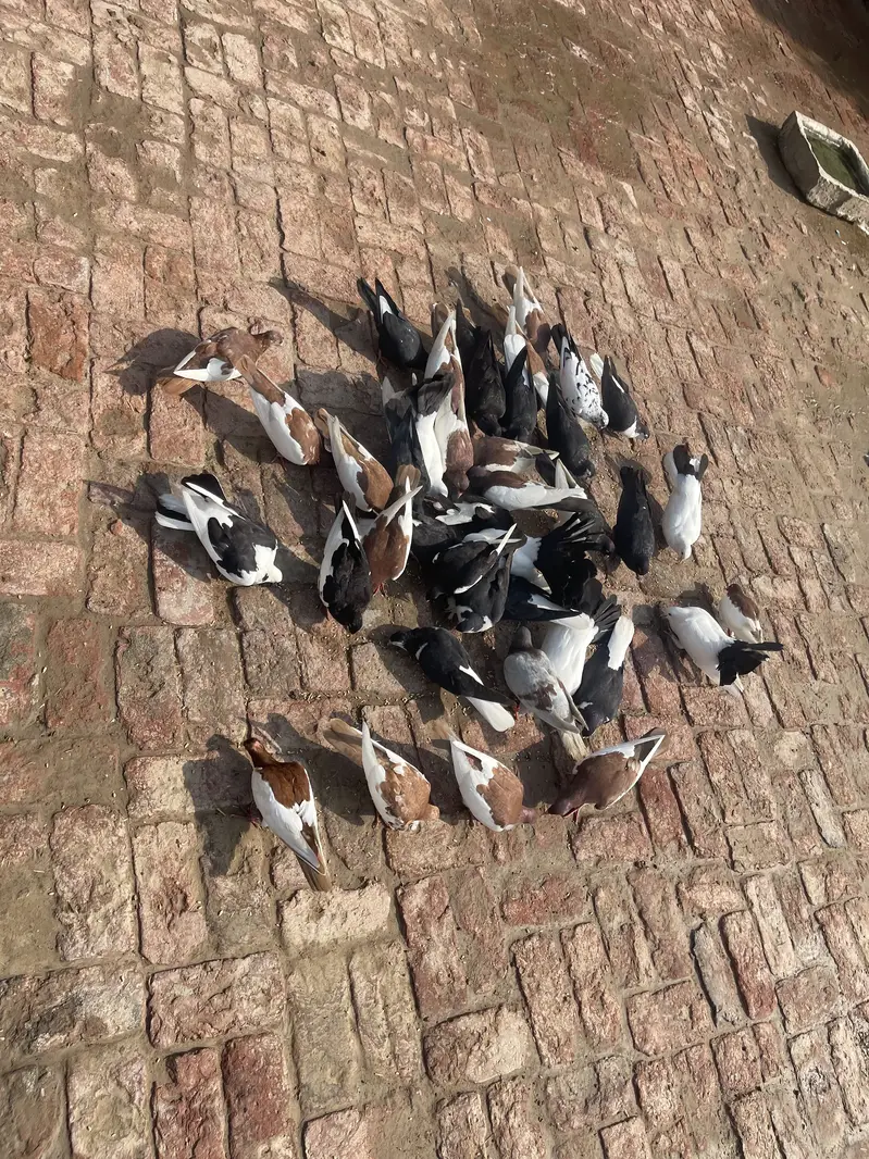 Sherazi , Irani khaal pigeons — photo 3
