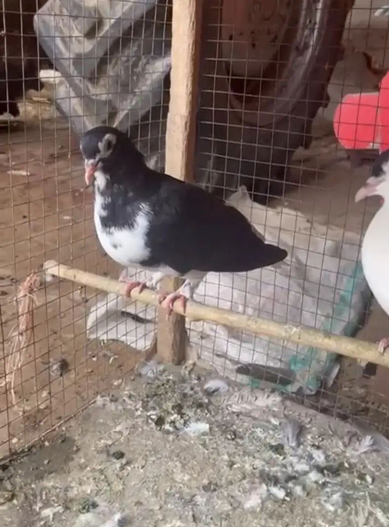 Sherazi , Irani khaal pigeons — photo 4