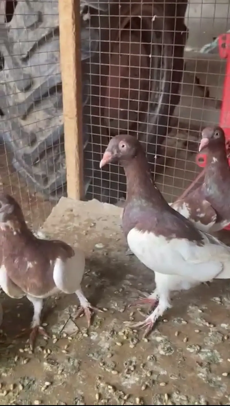 Sherazi , Irani khaal pigeons — photo 5