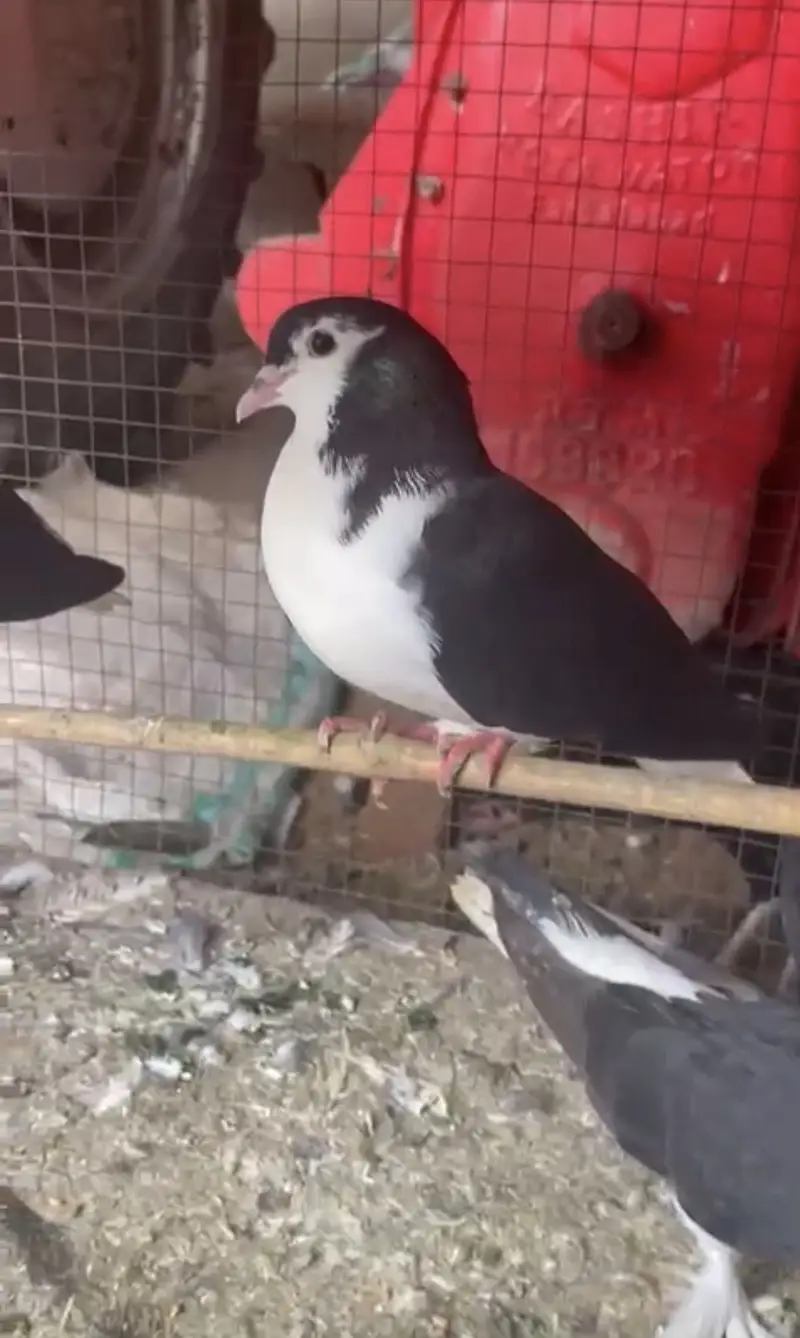 Sherazi , Irani khaal pigeons — photo 6