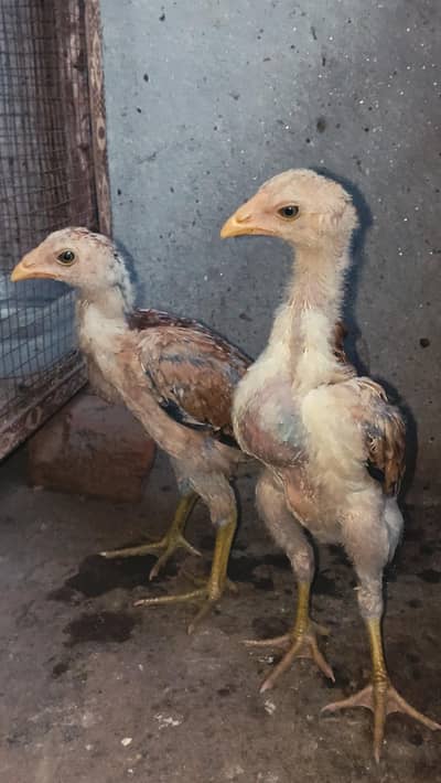 Thai Chicks/ Healthy and active Thai Chicks/ Thai Aseel Chicks/ Thai A