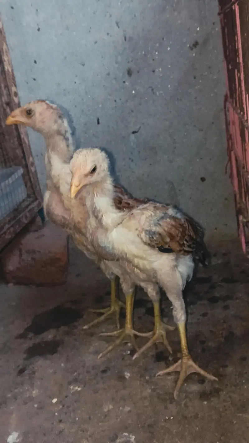 Thai Chicks/ Healthy and active Thai Chicks/ Thai Aseel Chicks/ Thai A — photo 2