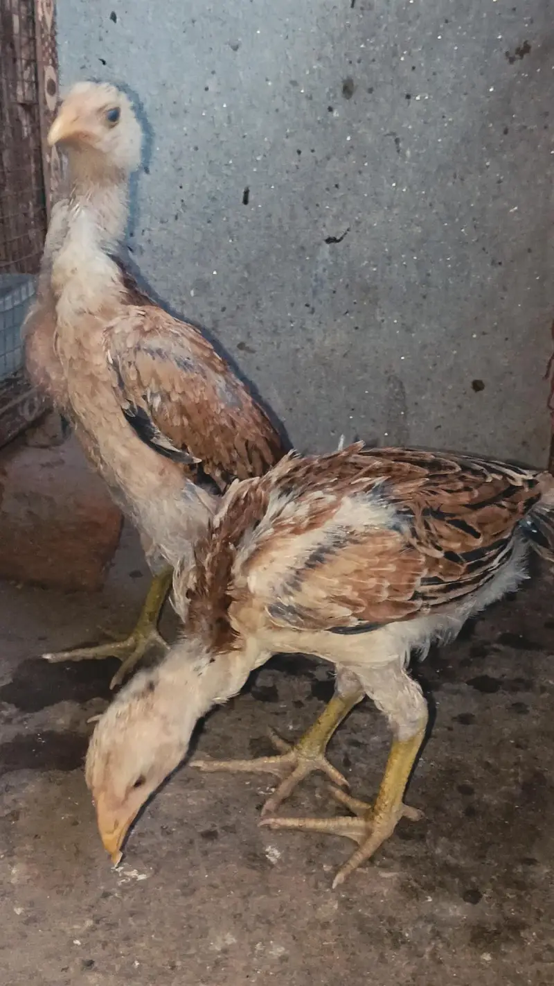 Thai Chicks/ Healthy and active Thai Chicks/ Thai Aseel Chicks/ Thai A — photo 3