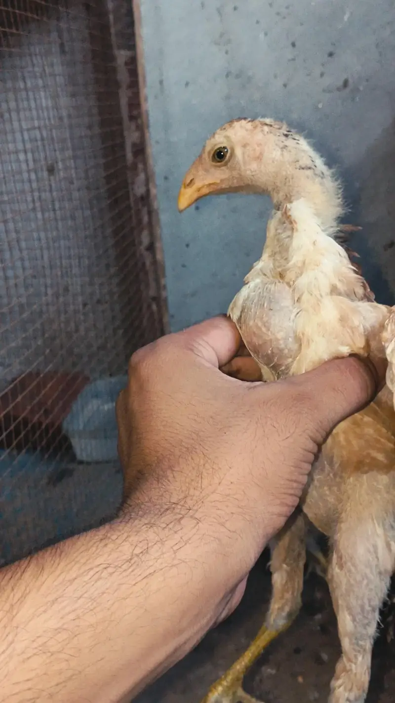 Thai Chicks/ Healthy and active Thai Chicks/ Thai Aseel Chicks/ Thai A — photo 4
