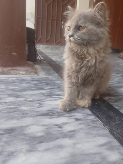 Persian cat