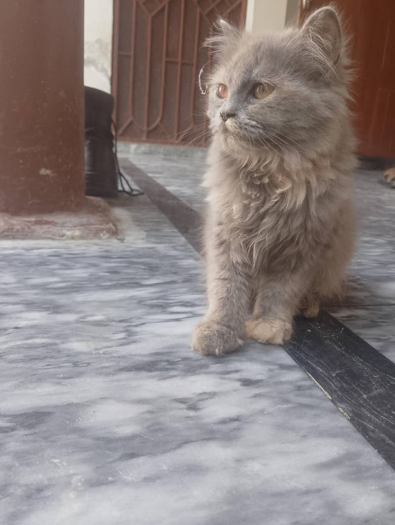 Persian cat 0
