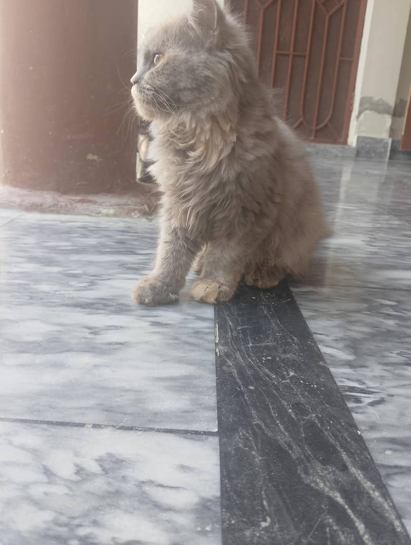 Persian cat 1