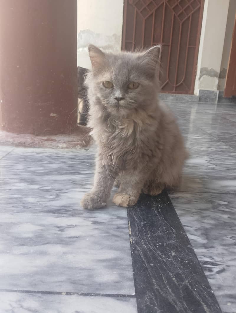 Persian cat 2