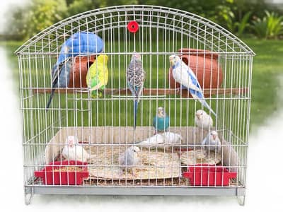 Australian parrots total 13